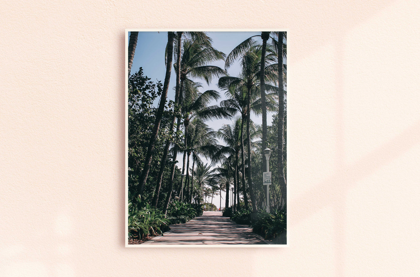 Palms Path