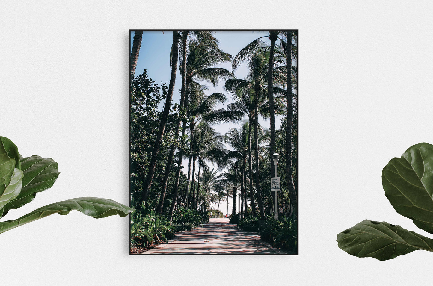 Palms Path